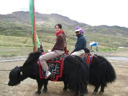 Sikkim sikkim, jungle book, animals from in.pinterest.com. Aks Yak Safari Sikkim Riding A Yak Tests Your Endurance Facebook