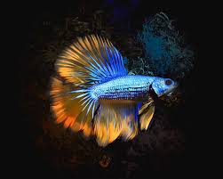 Betta fish care infographic, a handy cheat sheet that will benefit any keepers of siamese fighting the best known labyrinth fish include the betta (siamese fighting fish), gouramis, and paradise fish! The Rusty Paradise Betta Digital Art By Scott Wallace Digital Designs