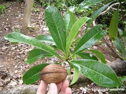 Người đẹp tốt nghiệp từ trường trung cấp y dược mekong cần thơ nhưng có ước. Cerbera Manghas L
