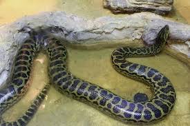 What Do Burmese Pythons Eat Https Www Snakesforpets Com What Do Burmese Pythons Eat Burmese Python Python Burmese
