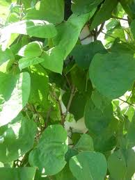 Image result for Lablab purpureus