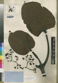 Image result for Psydrax livida