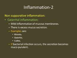 • it can occur in infectious diseases (upper respiratory catarrh in ari), allergic. Pathology Inflammation 2 By Prof Dr Salah Fayed Ppt Download