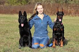 Best Family Guard Dog 8 Good Protecton Dogs For Families Guard Dogs Best Guard Dogs Best Guard Dog Breeds