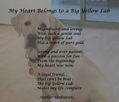 Pin By Christy Williams On Yellow Lab Funny Labs Lab Humor Labrador Funny