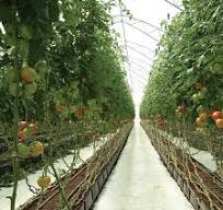 PP Soilless Growing Cocopeat Trough for Growing Vegetables, Strawberry,  Tomato Planting Rolls