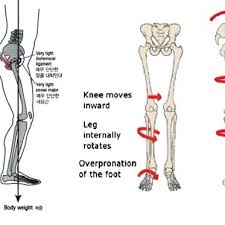 Maybe you would like to learn more about one of these? The Structure Of The Lower Body Parts With Joint Movements Of The Legs Download Scientific Diagram