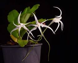 Image result for Cyrtorchis praetermissa