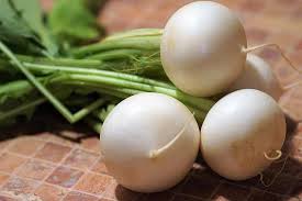 We did not find results for: White Radish Turnip Vegetables Root Garden Food Fresh Round Healthy Raw Pikist