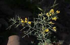 Image result for Dichilus