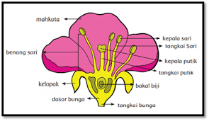 Check spelling or type a new query. Rangkuman Materi Kelas 6 Tema 1 Subtema 1 Osnipa