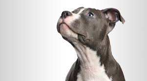 Our mobile clinic brings the affordability of jacksonville community pet clinics to a location near you! How Pharmacies Can Gain A Share Of The Profitable Veterinary Medicine Market