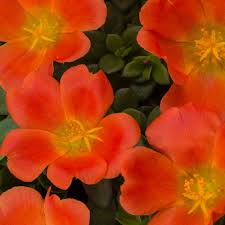 Image result for Portulaca foliosa