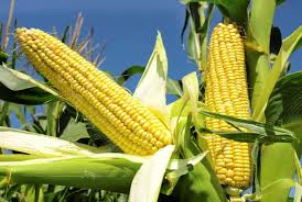 The carrying case with a length of 1.25 feet*1.25 feet after folding, this corn hole boards are more portable than others in the market. Maize Farming Corn Information Detailed Guide Agri Farming