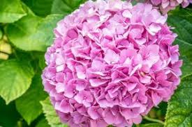 Plusieurs maladies empêchent les cerisiers de fleurir. Pourquoi Mes Hortensias Ne Fleurissent Pas Guides Jardinier