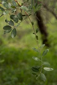 Image result for Combretum psidioides