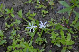 Image result for Heteranthera