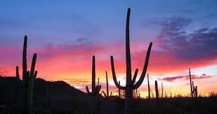 Plants should be kept, if possible, between 45. 25 Best Things To Do In Tucson Az