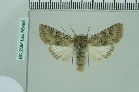 Image result for Polymixis polymita