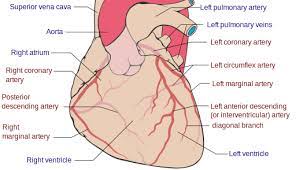 Because the rest of the body, and most especially the brain, needs a steady supply of oxygenated blood that is free of all but the slightest interruptions. Coronary Circulation Wikidoc