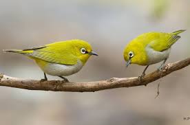 A Little Male Splendid Fairy Wren In Eclipse Samphire Is On Of My Favourite Settings South Of Perth Cutebird Allm Cute Birds Animals My Favorite Things