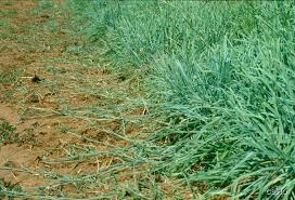Image result for Digitaria acuminatissima