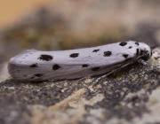Image result for Ethmia dodecea