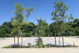 Image result for Combretum erythrophyllum