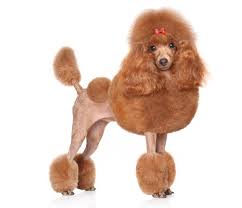 We did not find results for: Origins Of The Poodle Clip