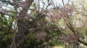 Image result for Obetia