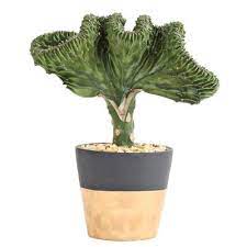 Let's say i extract 50 keys. Cactus Succulents Plants Garden Flowers The Home Depot