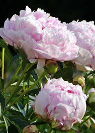 Die pfingstrosen (paeonia), auch päonien genannt, sind die einzige pflanzengattung der familie der pfingstrosengewächse (paeoniaceae). Pfingstrosen Paonien Pflanz Und Pflegetipps Mein Schoner Garten