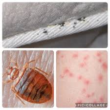 Image result for bed bugs droppings