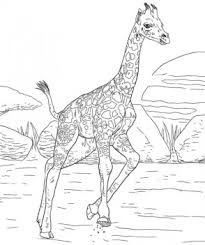 There has been a large increase in coloring books specifically for adults in the last 6 or 7 years. 20 Free Printable Giraffe Coloring Pages Everfreecoloring Com