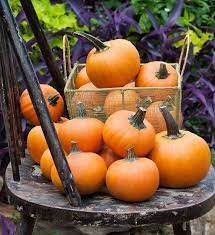 This endearing board book is a wonderful read for halloween or any time. Wee B Little Pumpkin Small Size Fruit Compact Grower