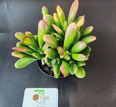 Image result for Crassula schimperi
