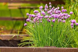 Chives need dividing every two to three years to stop the plants from overcrowding each other, which will result in weak and thin growth. How To Grow Chives From Seed Gardener S Path