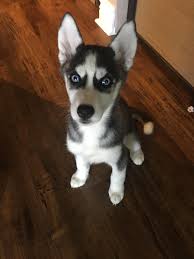 Our New 8 Week Old Husky Lexihttps I Redd It Tv72gjt5jr811 Jpg Siberianhusky Husky Siberian Husky Husky With Blue Eyes