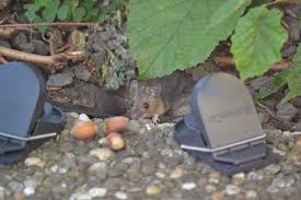 The tub's manufacturers told the journal that it was the largest tub they had ever made. Mouse Caught In A Trap But Not Dead Here Are Your Options Diy Rodent Control