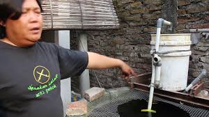 Ikan Gurami Sistem Filter Biologis Youtube