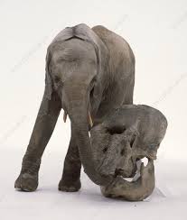 Elephant skull asian elephant baby elephant animal skeletons animal skulls elephant anatomy funny taxidermy skull reference crane. Elephant Skulls Keyword Search Science Photo Library