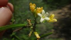 Image result for Secamone delagoensis