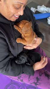 The power of a cuddle! Sometimes, the smallest moments hold the greatest  joy. In today's puppy yoga class, two little Dachshunds found their perfect  spot for a nap—in a loving lap. Watch as ...
