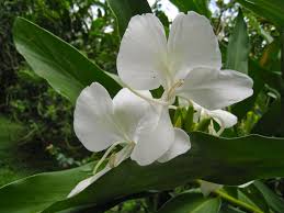 We did not find results for: Ginger Lilies Hedychium Coronarium Is Native To Nepal India The Fragrant Flowers Are Intoxicatingly Sweet With Narco Ginger Plant Fragrant Flowers Plants