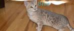 Blue-Bengals - Bengal kittens for sale in California