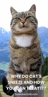 Why Do Cat S Sneeze And How You Can Treat It Dude Likes Cats Cat Sneezing Why Do Cats Sneeze Cat Illnesses