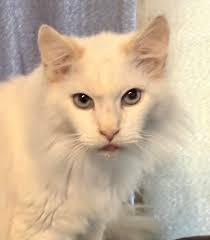 Rehoming a 3-year-old neutered male rabbit