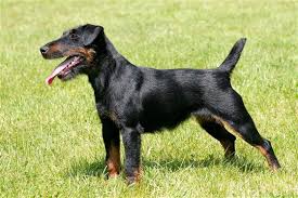 Image result for jagdteriér