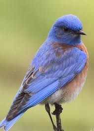 Bluebird Greeting Card Featuring The Photograph Bluebird Of Happiness By Cheryl Gidding Kus Resimleri Guzel Kuslar Kus