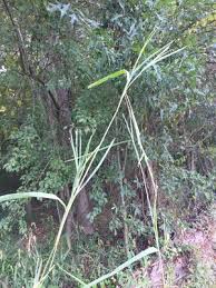 Image result for Urelytrum agropyroides